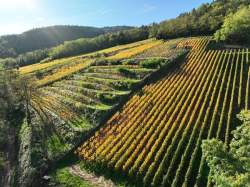 Domaine Barmès-Buecher