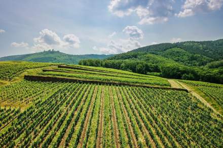 les vignes du domaine barmes buecher en alsace