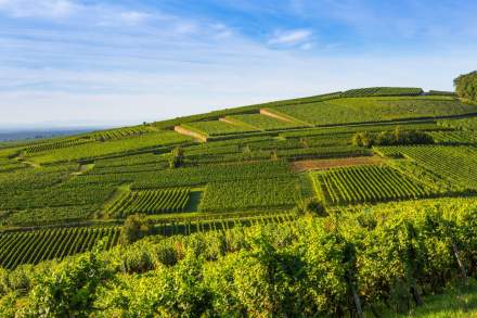 Domaine Barmès-Buecher en Alsace vigne