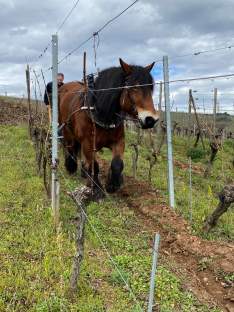 Domaine Barmes-Buecher