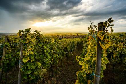 Domaine Barmès-Buecher en Alsace vigne